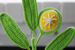 Lemon | Lemon Twig