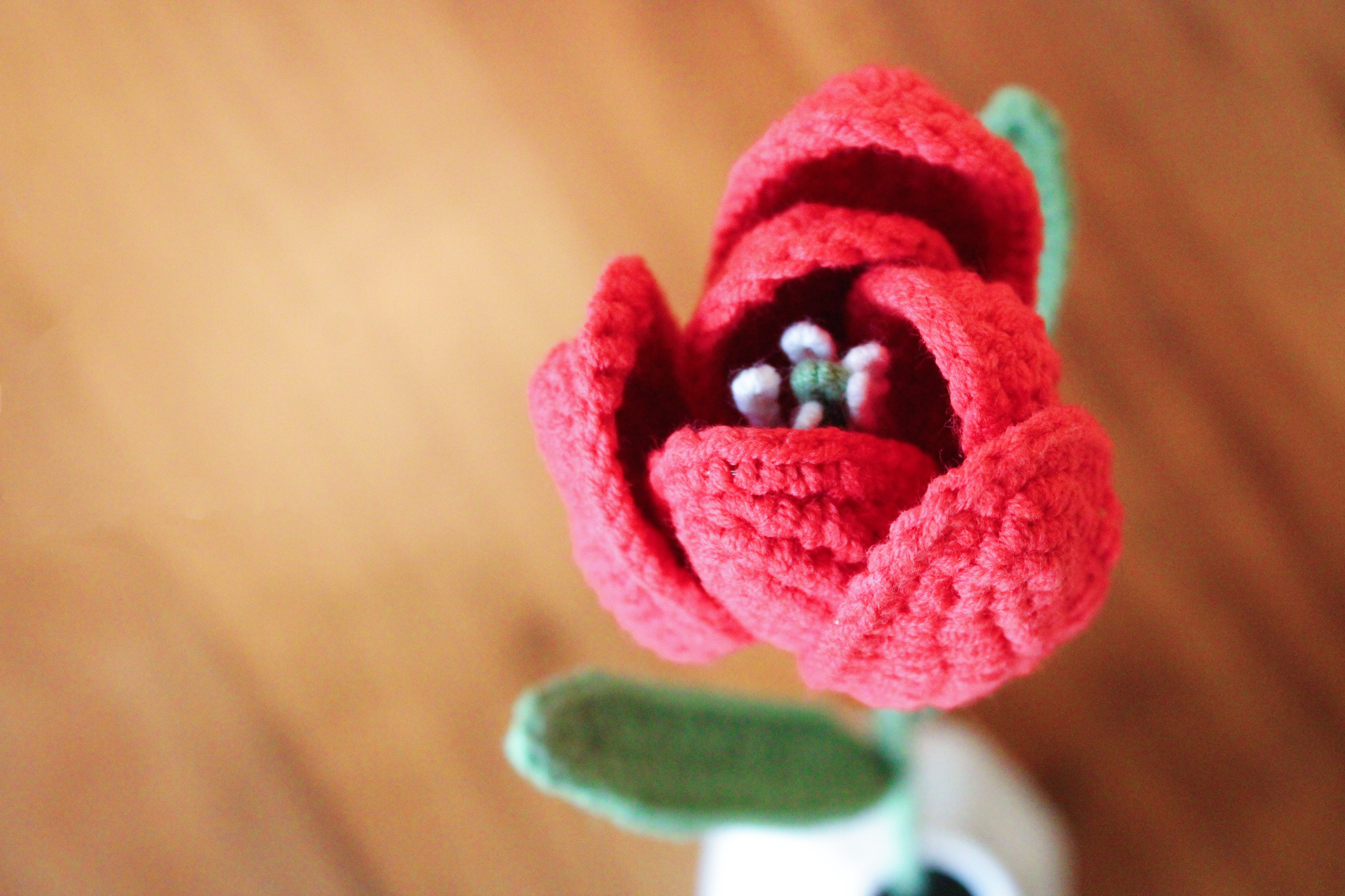 Tulip | Rainbow-colored Flower