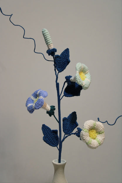Convolvulus | Morning Glory