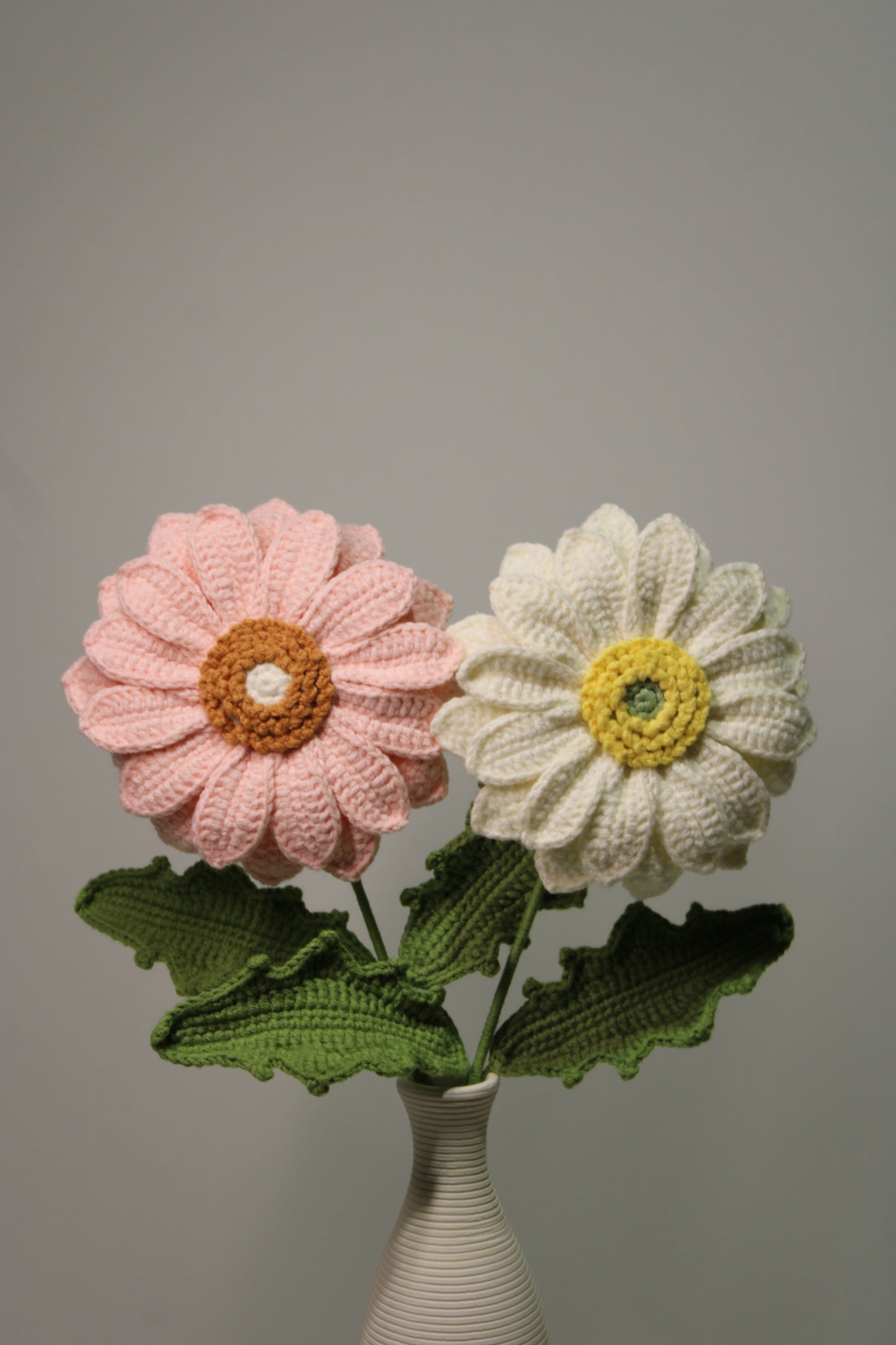 Gerbera | Gerbera Jamesonii