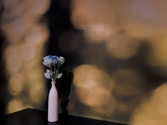 Miniature Rose | Blue Rose