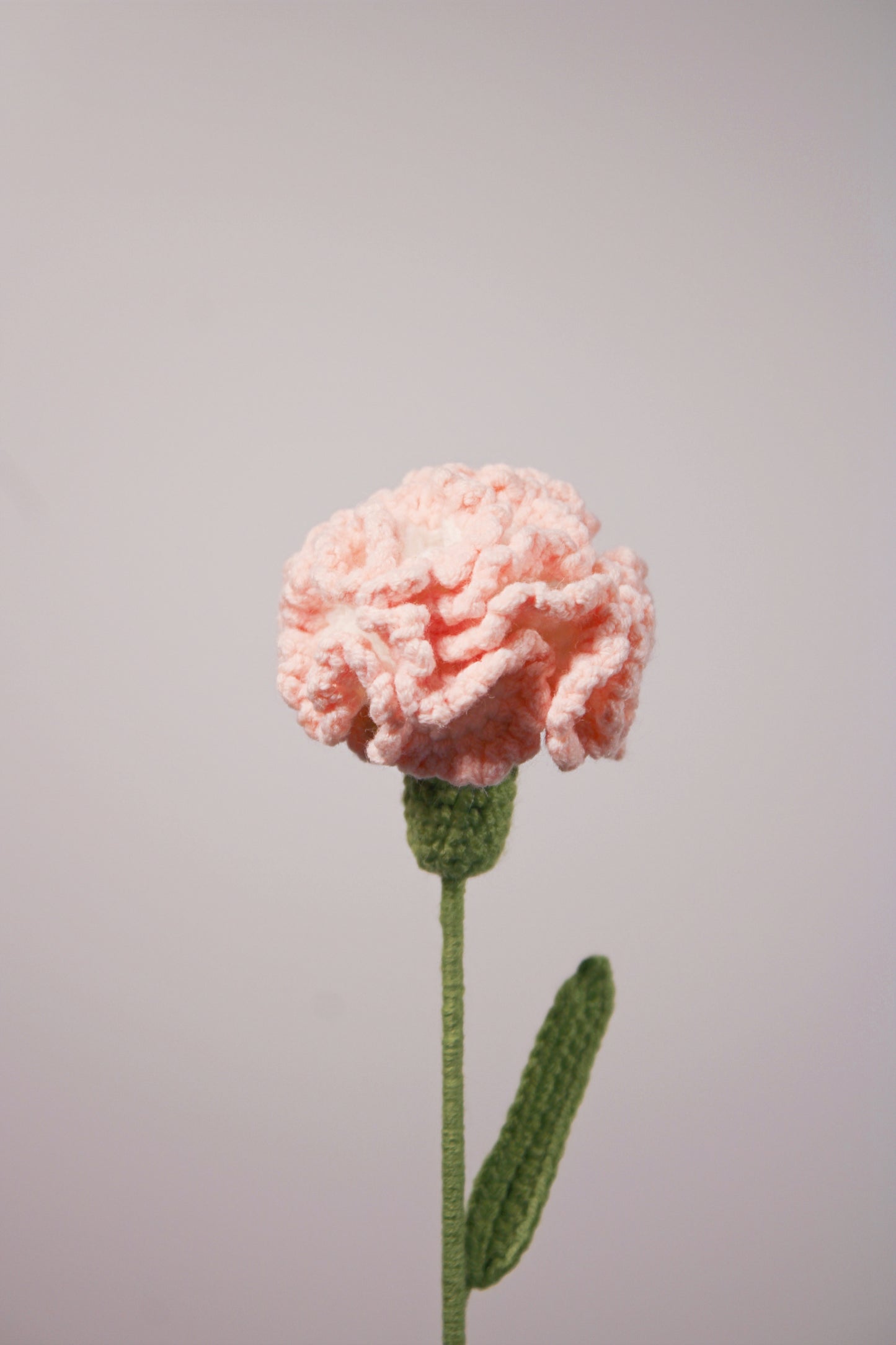 Carnation | Clove Pink