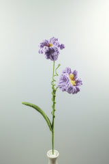 Peruvian Daffodil