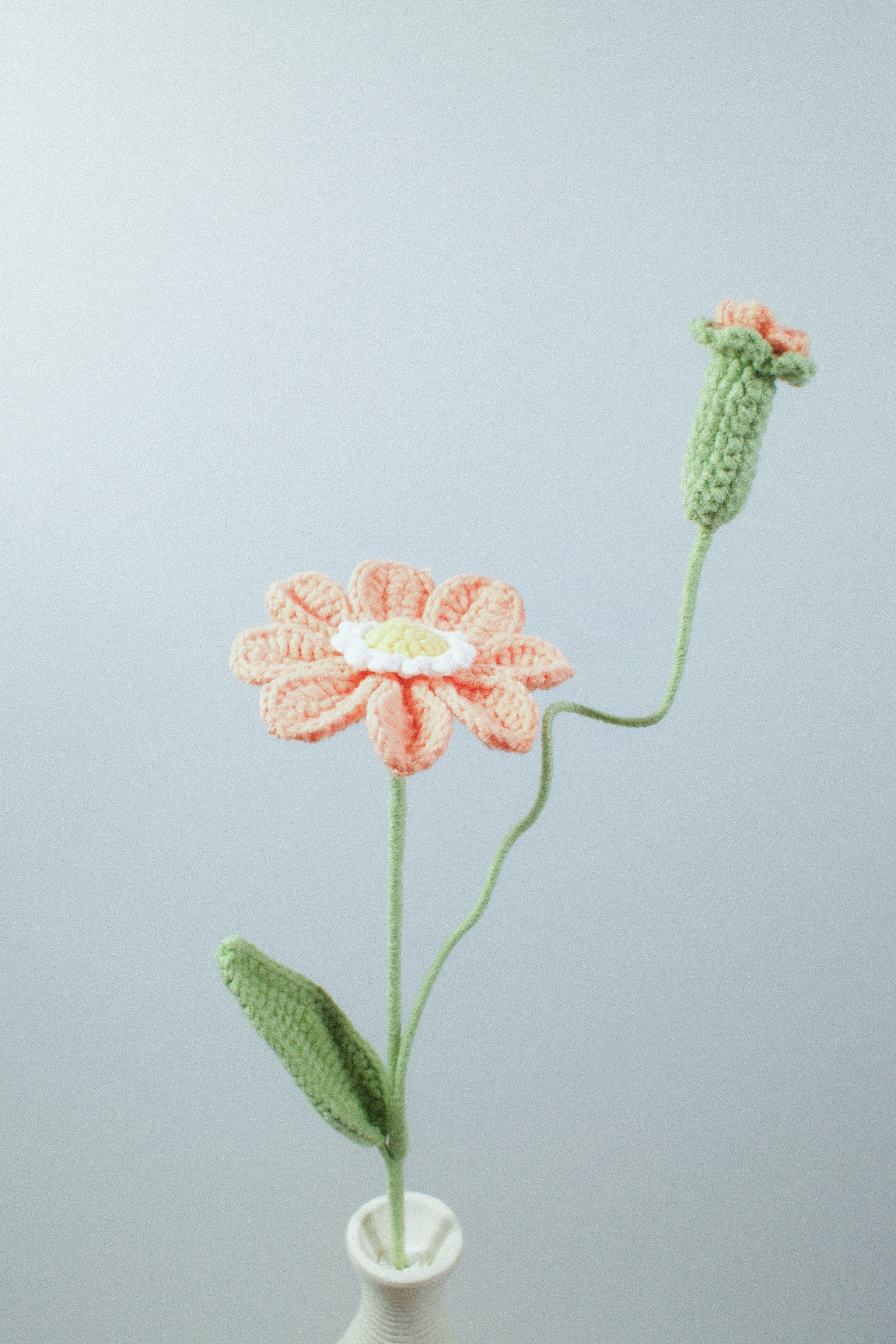 Zinnia | Single-layered Petals