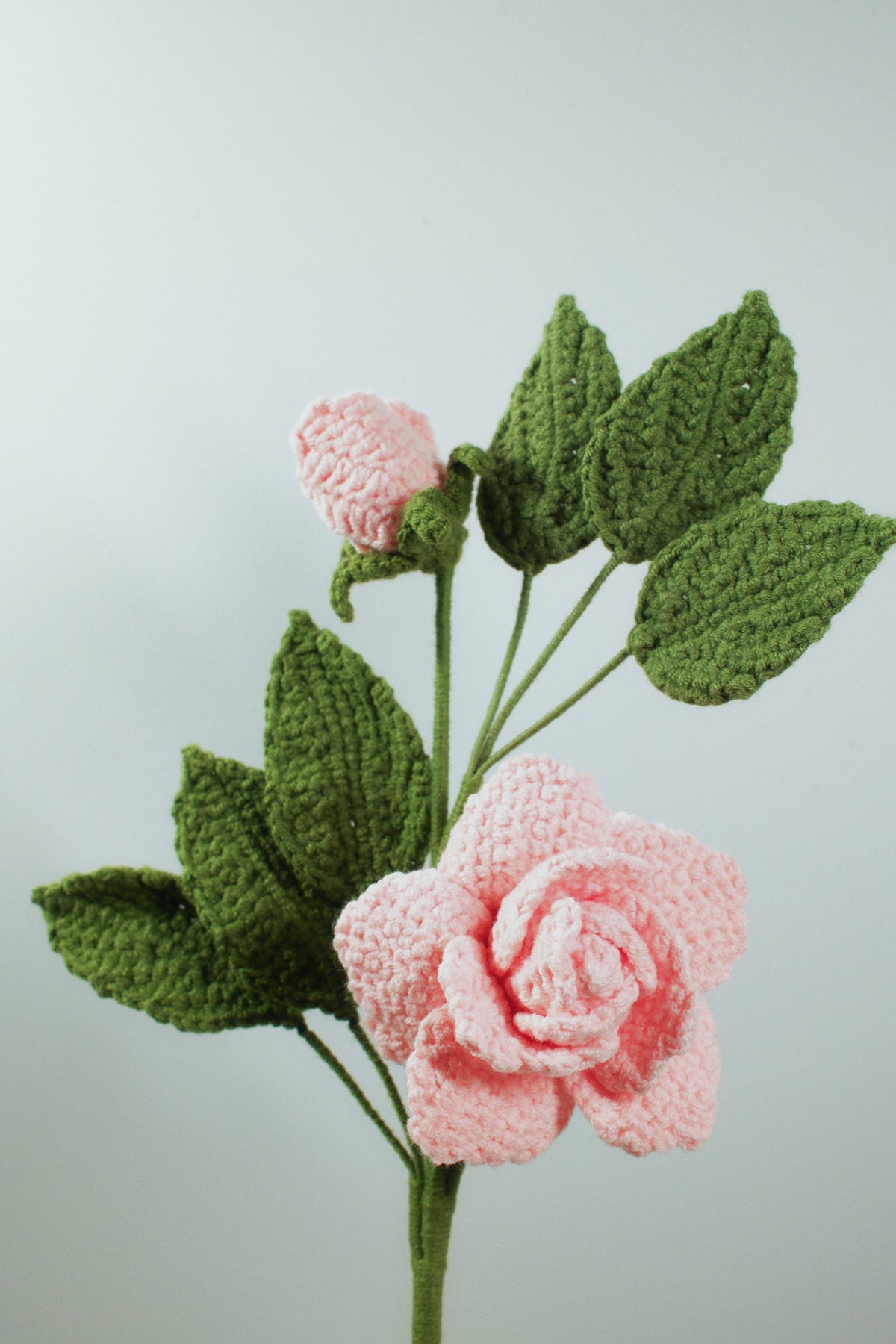 Geranium
