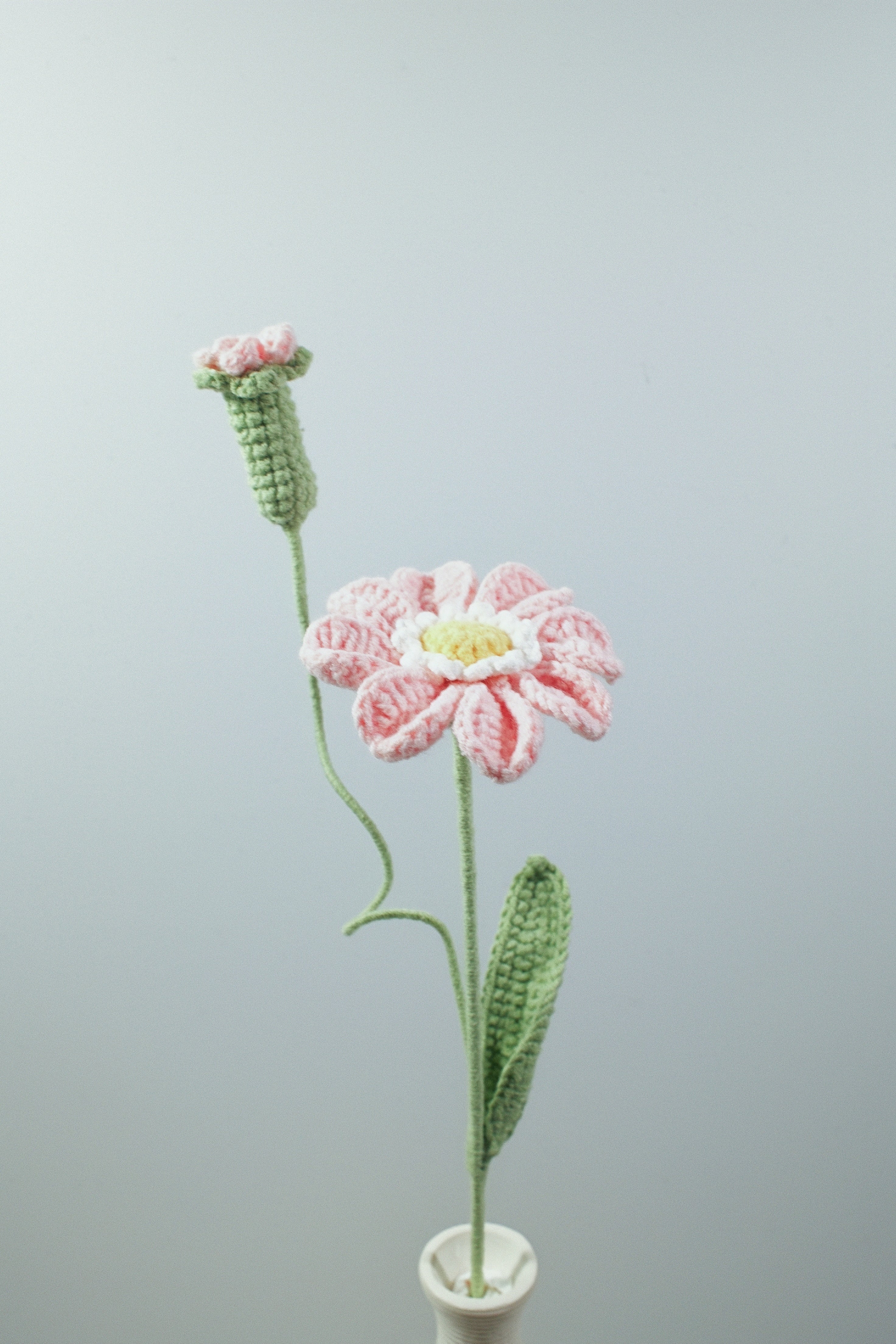 Zinnia | Single-layered Petals