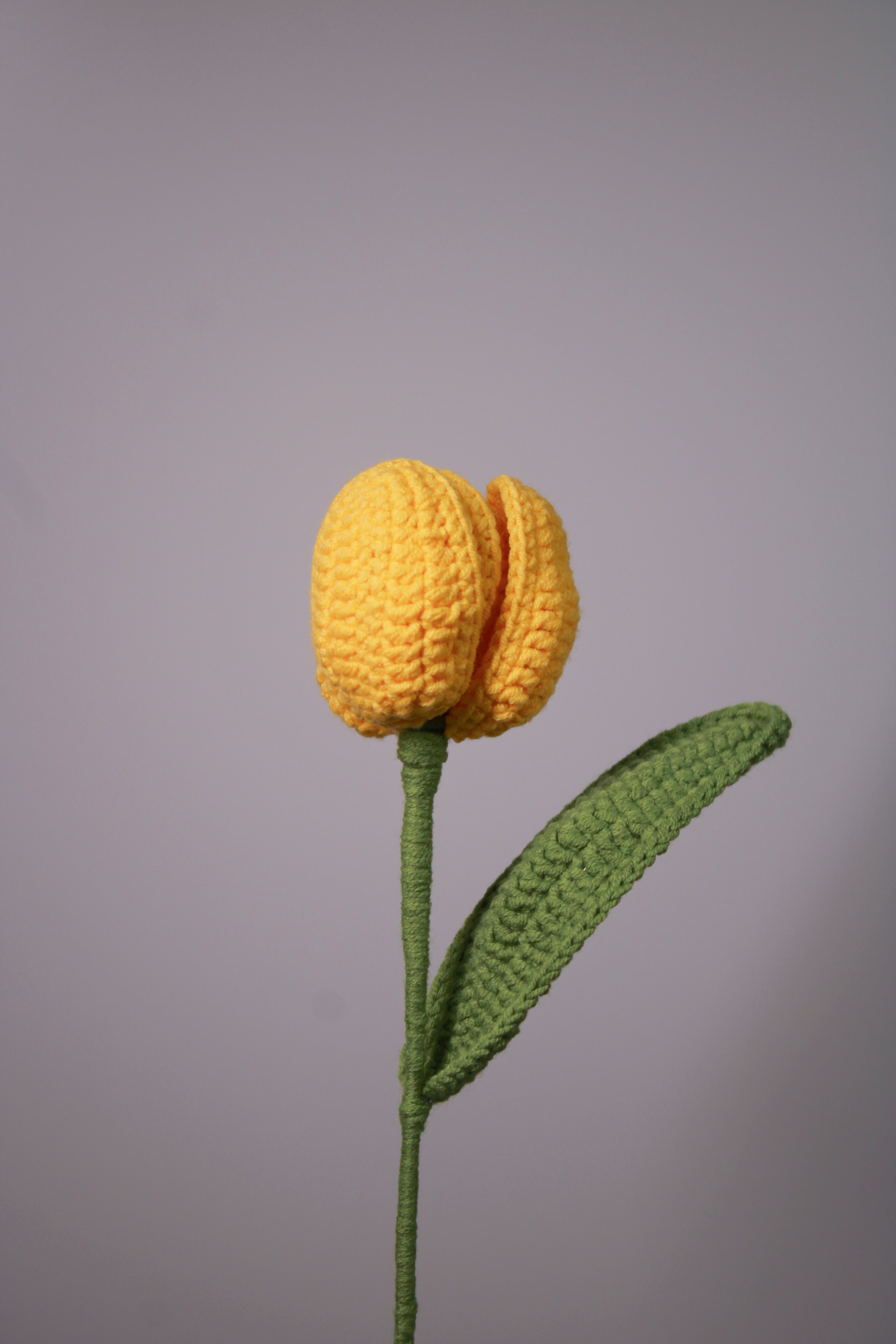 Tulip | Rainbow-colored Flower