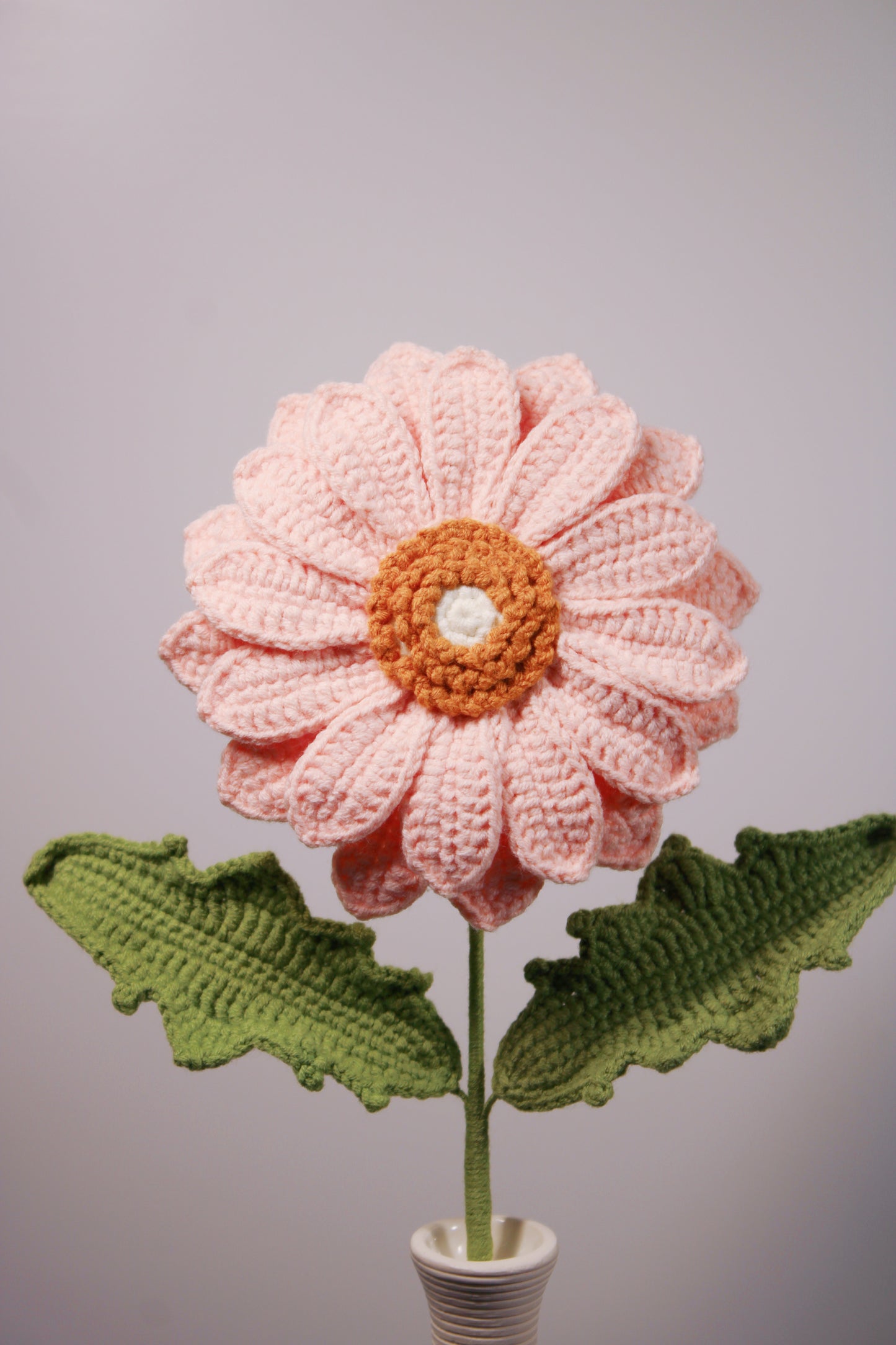 Gerbera | Gerbera Jamesonii