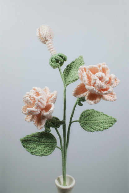 Gardenia
